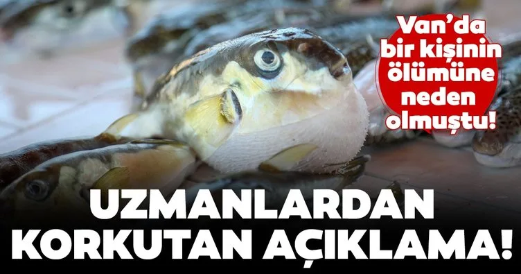 Uzmanlardan korkutan balon balığı açıklaması! "Küresel ısınma nedeniyle her yerde görmemiz mümkün"